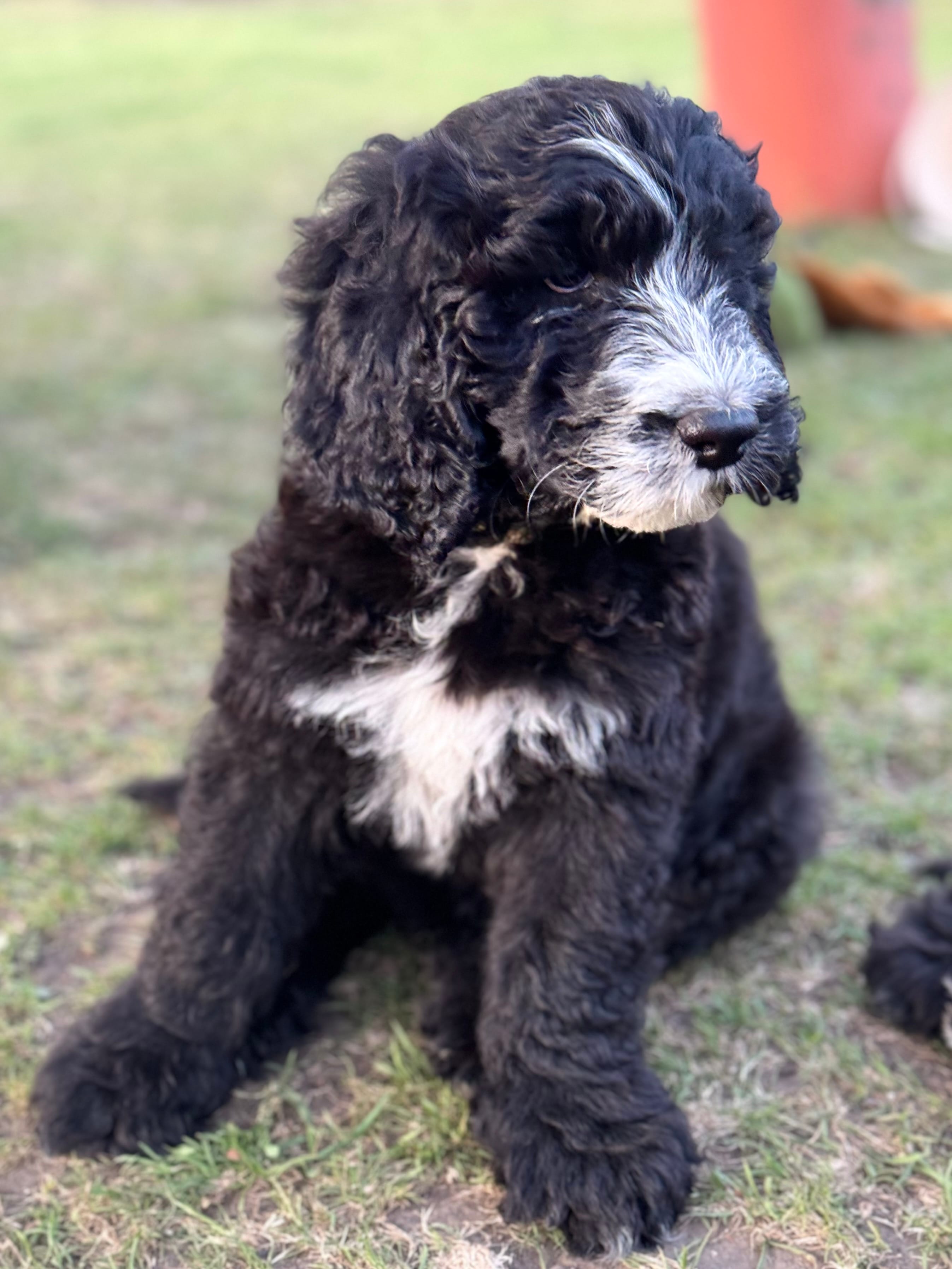 Everett - Light Blue Collar Sheepadoodle 