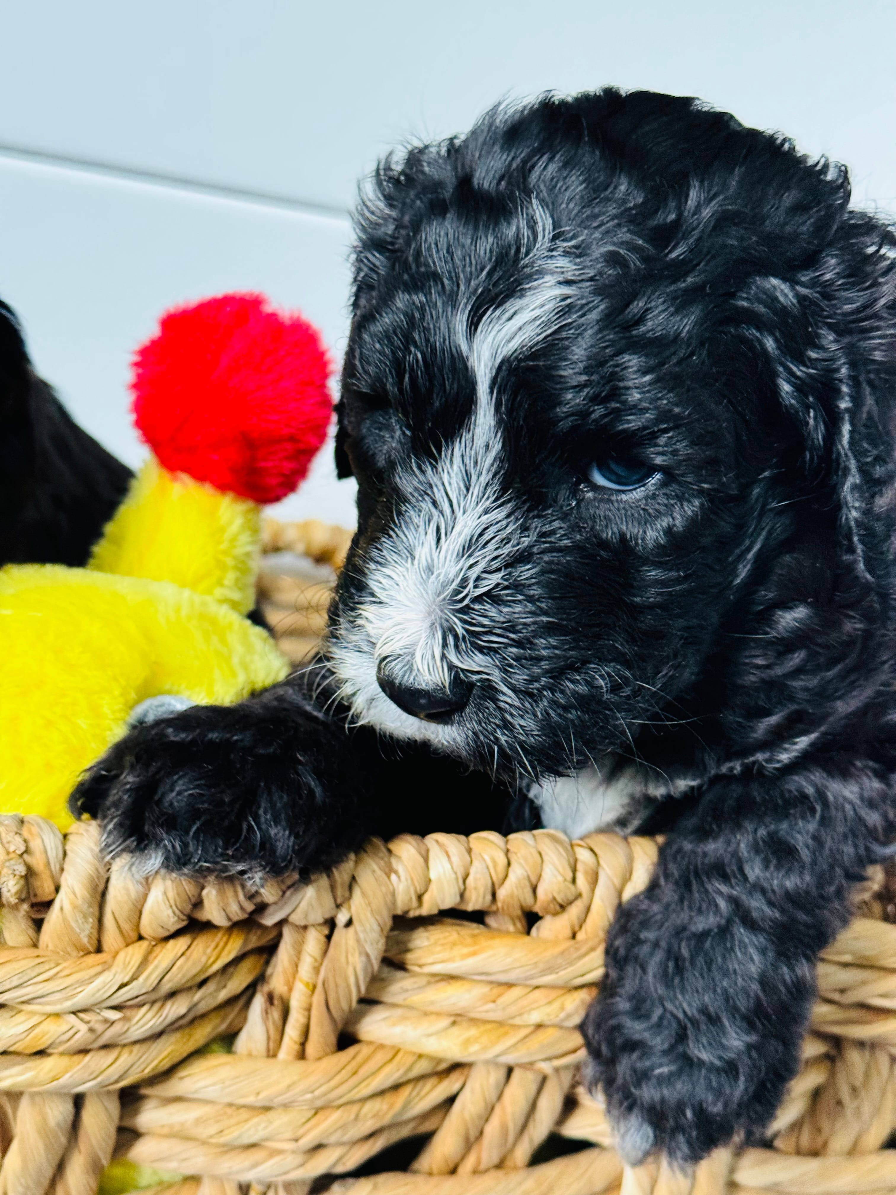 Everett - Light Blue Collar Sheepadoodle 