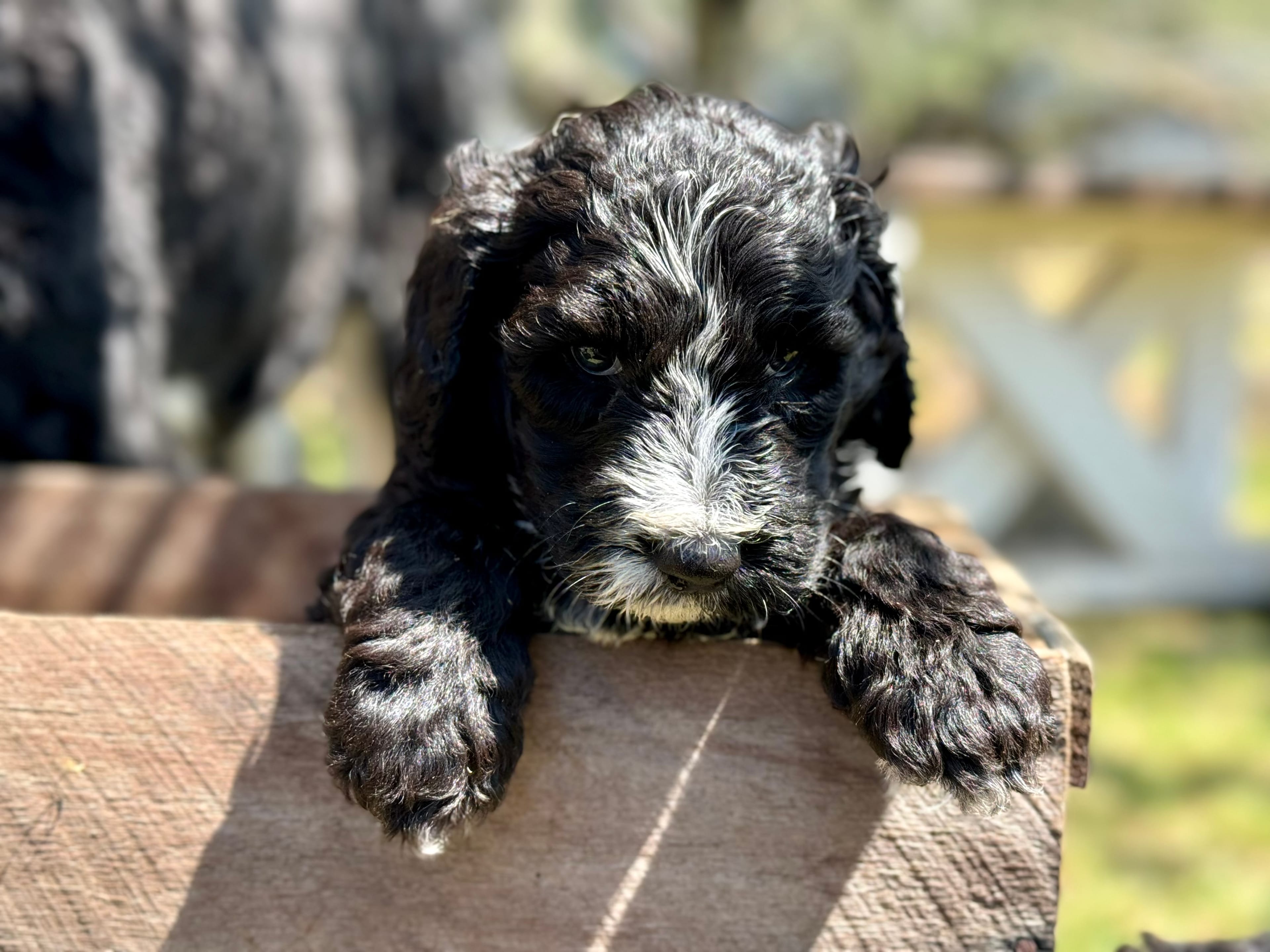 Everett - Light Blue Collar Sheepadoodle 