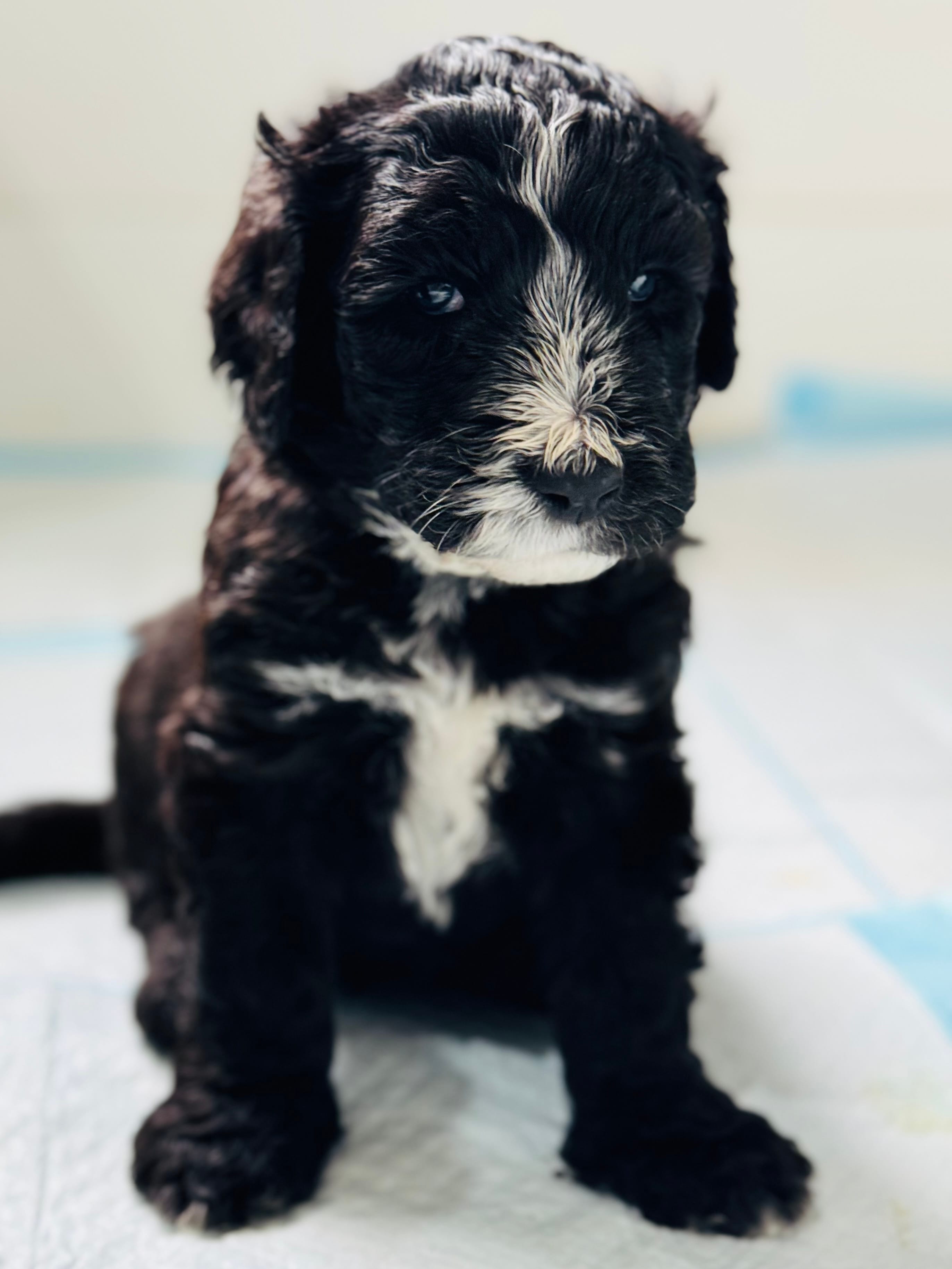 Everett - Light Blue Collar Sheepadoodle 