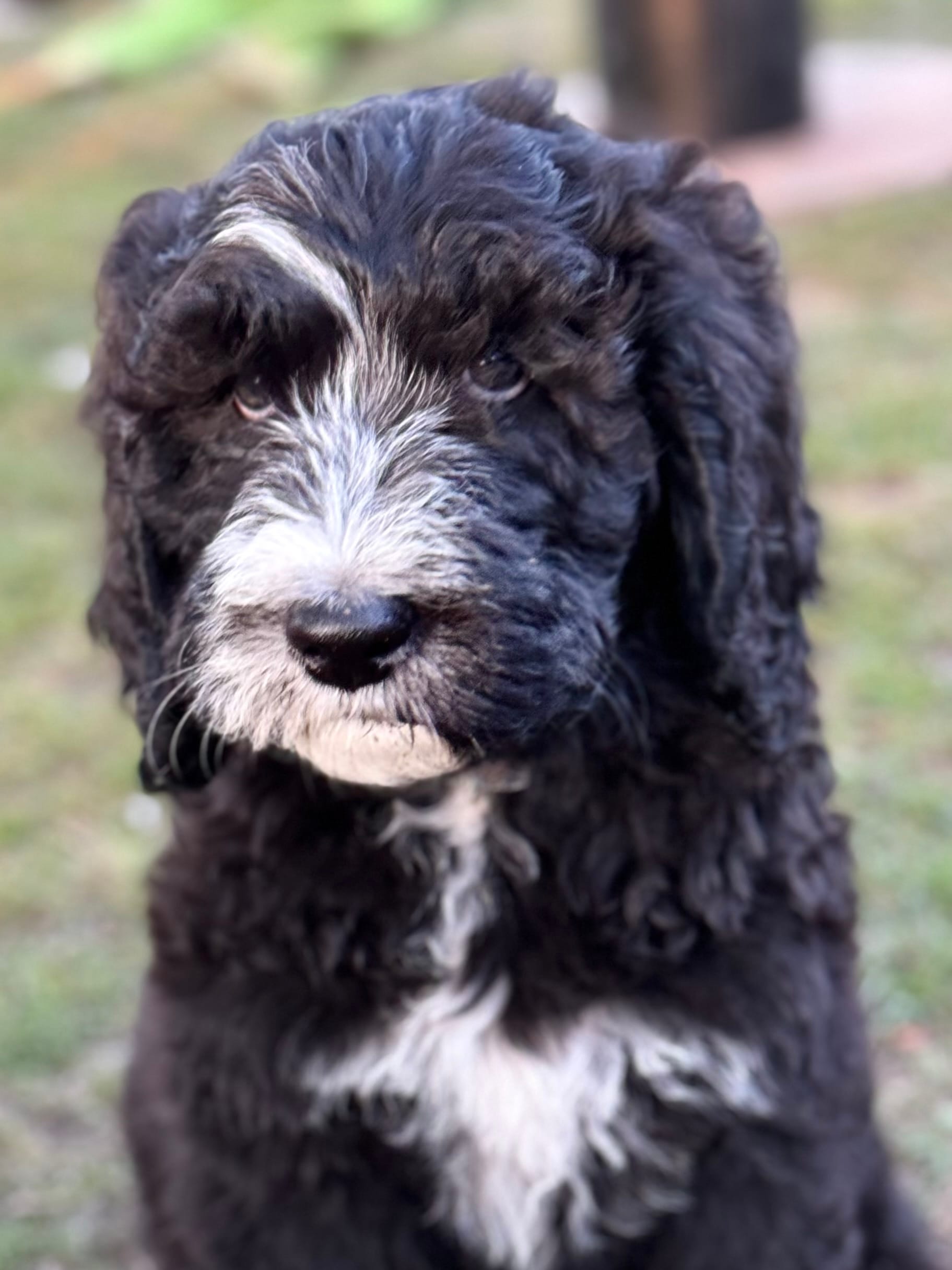 Everett - Light Blue Collar Sheepadoodle 