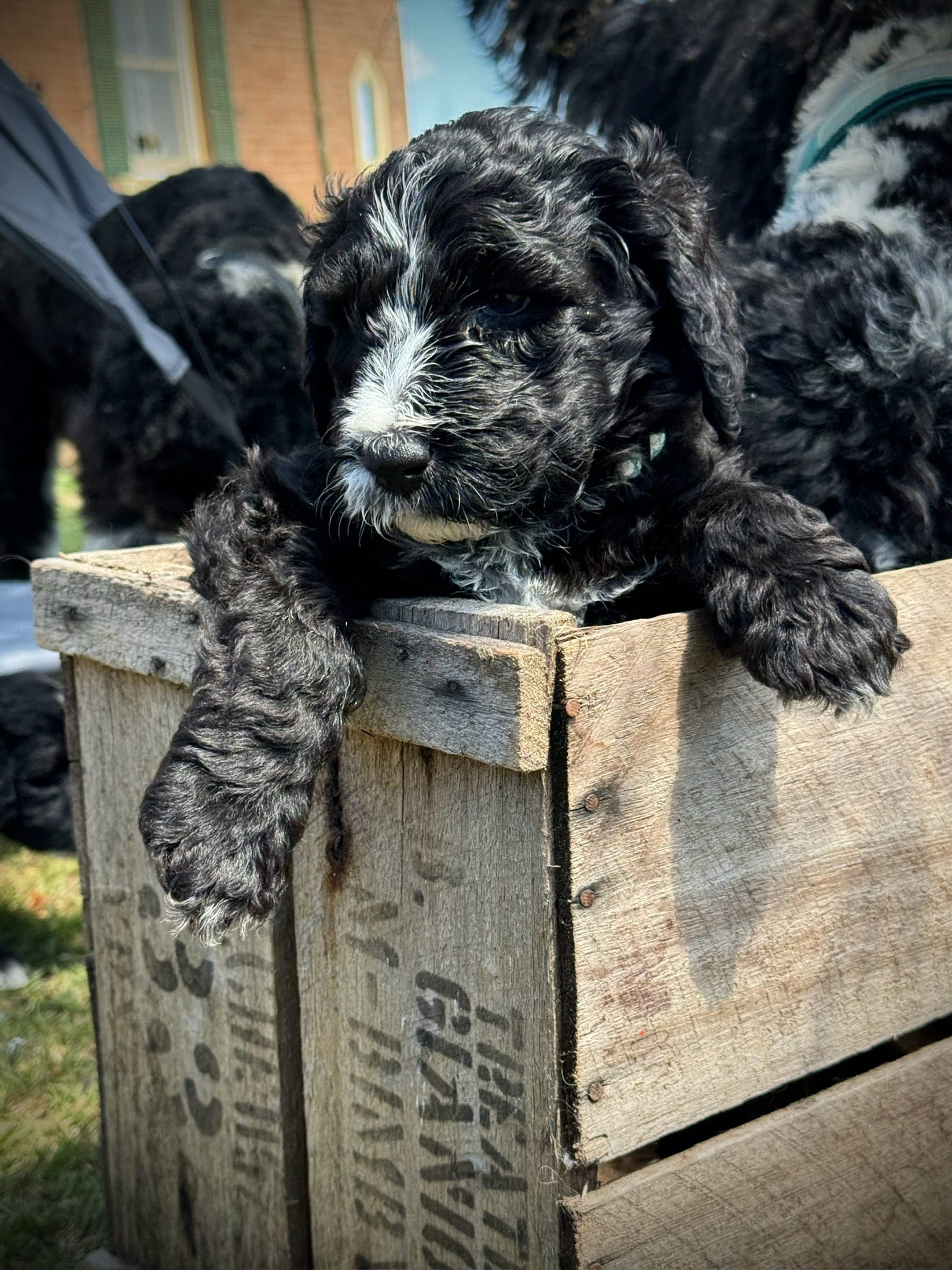 Everett - Light Blue Collar Sheepadoodle 