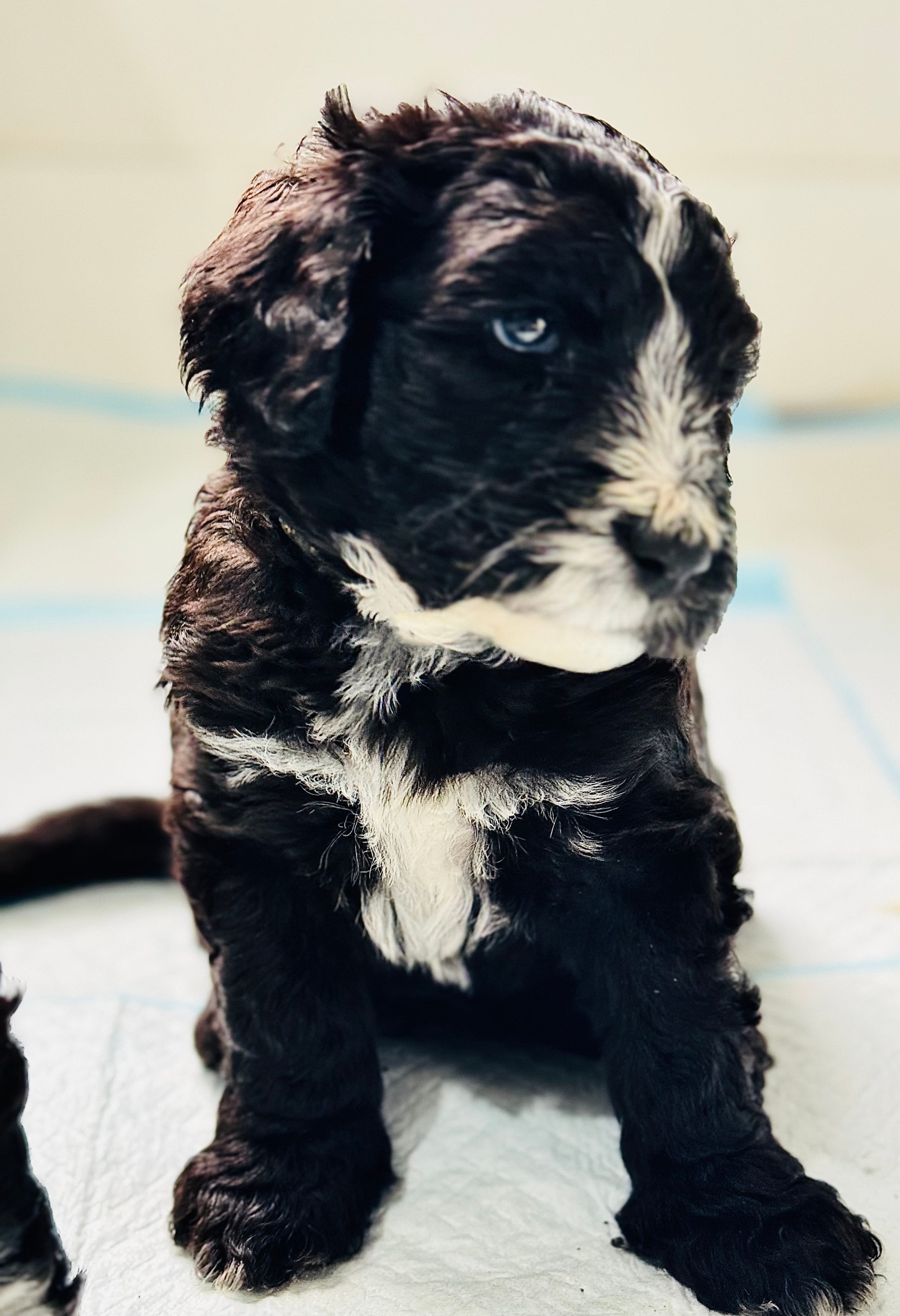 Everett - Light Blue Collar Sheepadoodle 