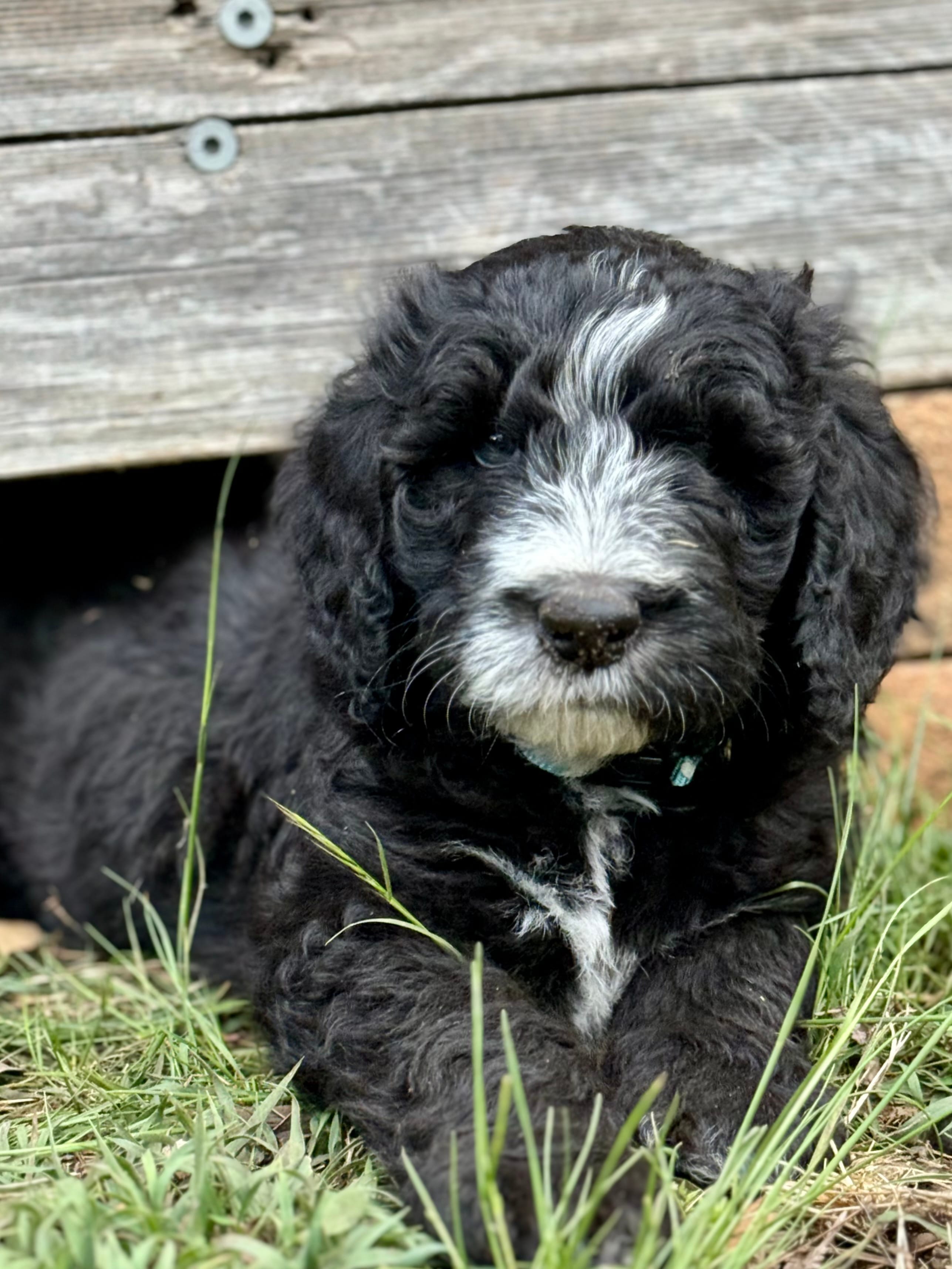 EVERETT - Light Blue Collar Sheepadoodle 