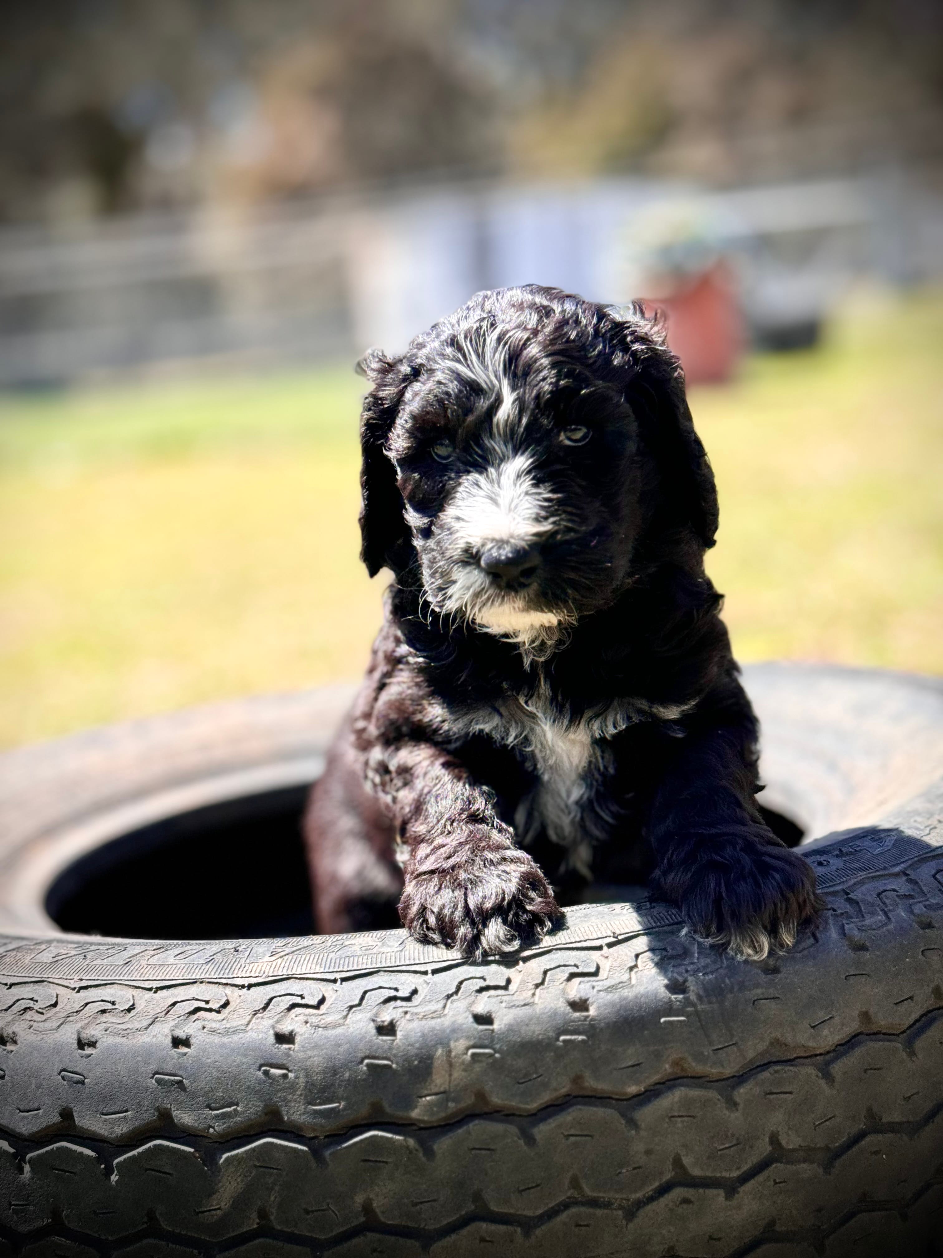Everett - Light Blue Collar Sheepadoodle 