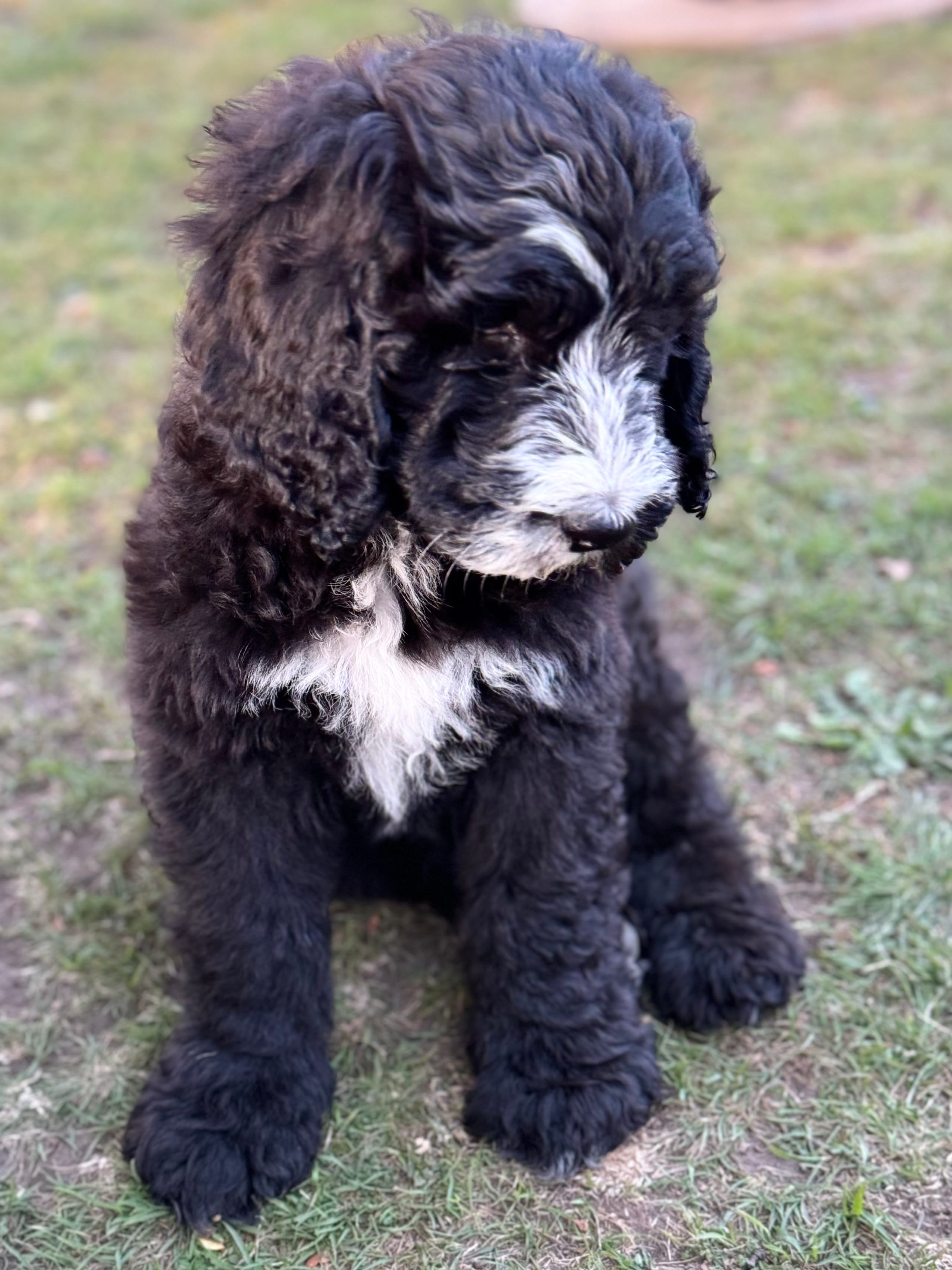 Everett - Light Blue Collar Sheepadoodle 