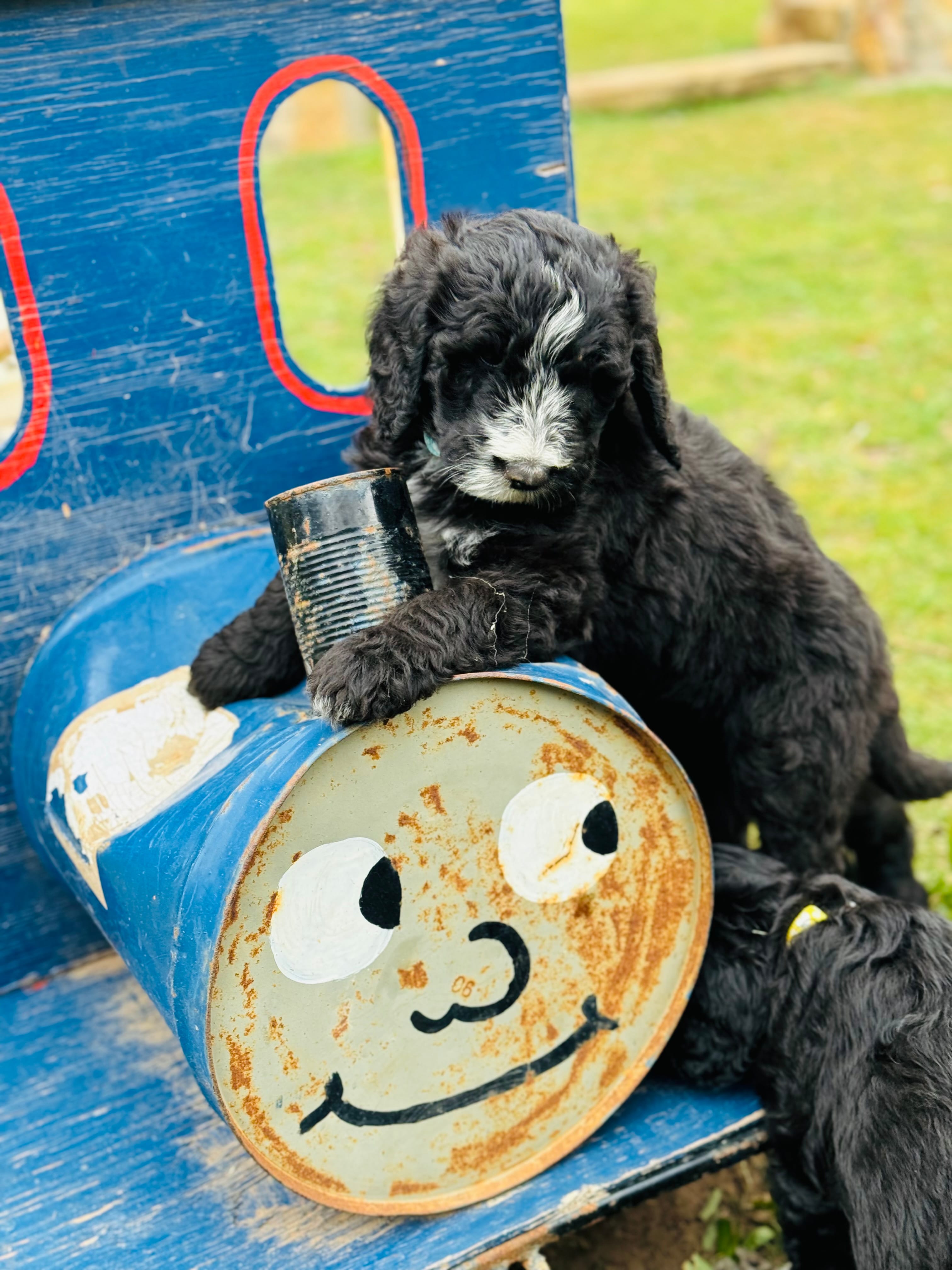 EVERETT - Light Blue Collar Sheepadoodle 