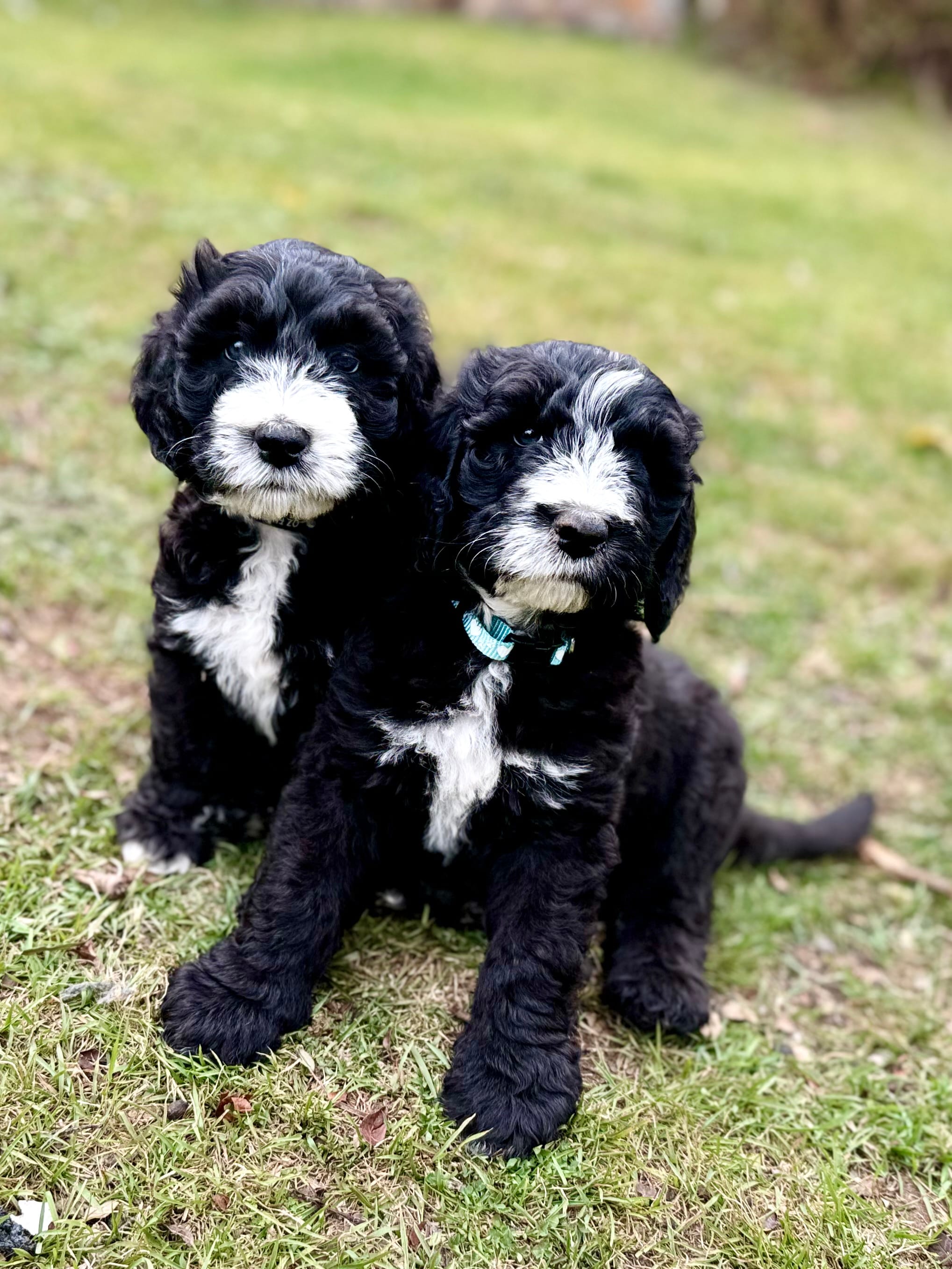 EVERETT - Light Blue Collar Sheepadoodle 