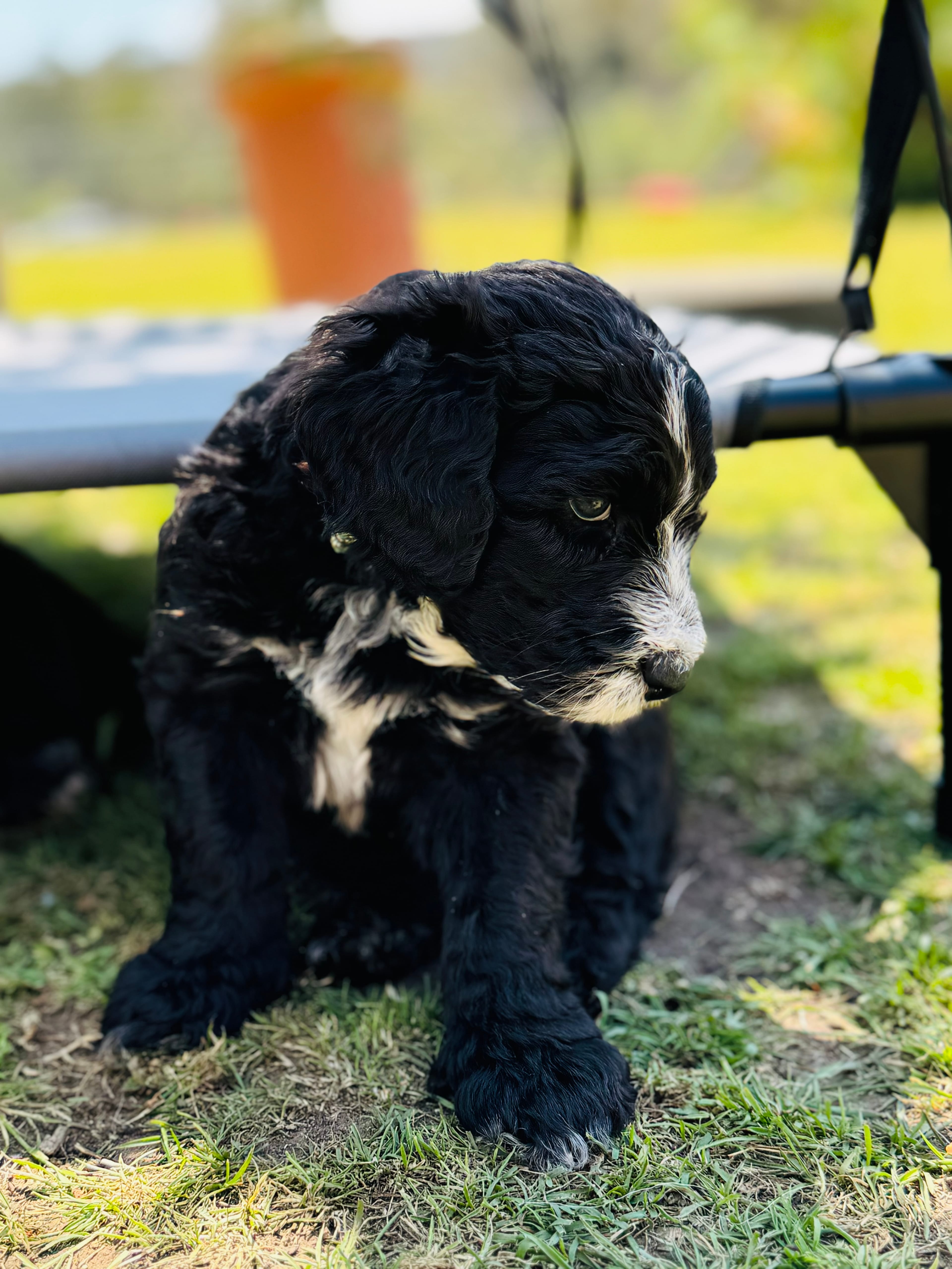 Everett - Light Blue Collar Sheepadoodle 