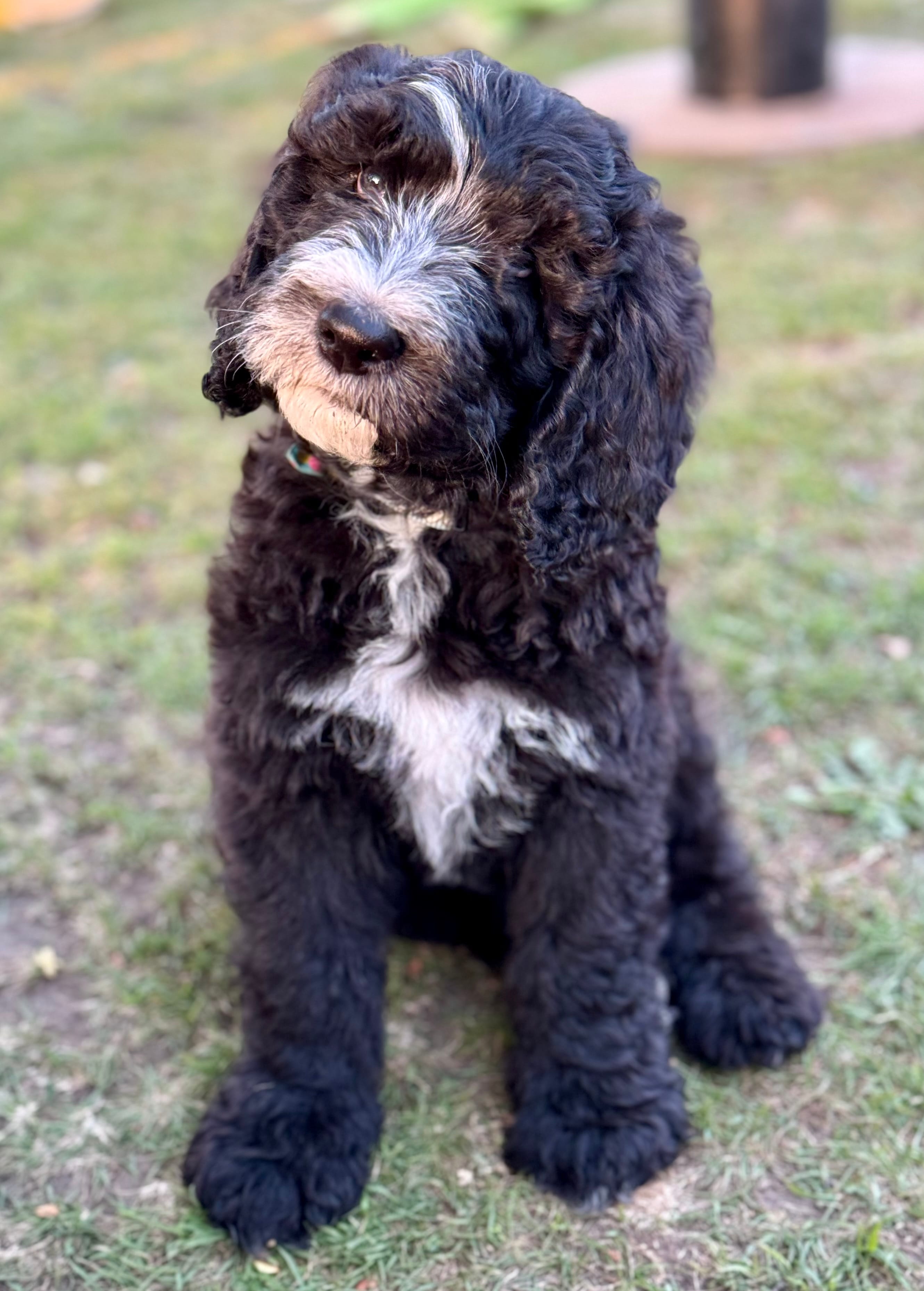 Everett - Light Blue Collar Sheepadoodle 