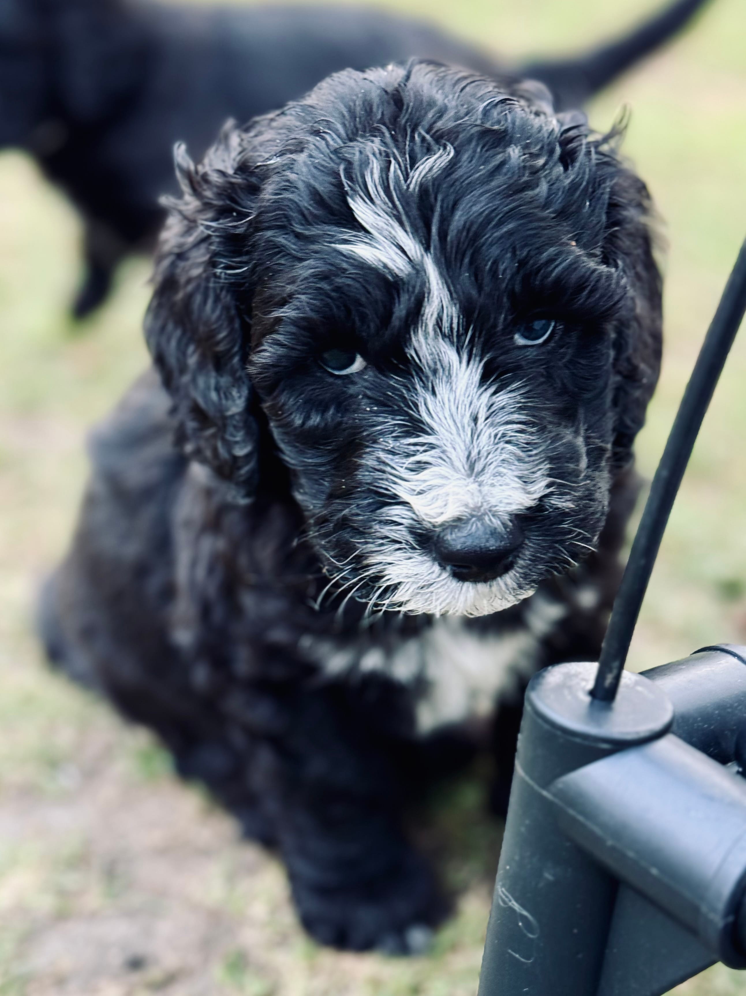EVERETT - Light Blue Collar Sheepadoodle 