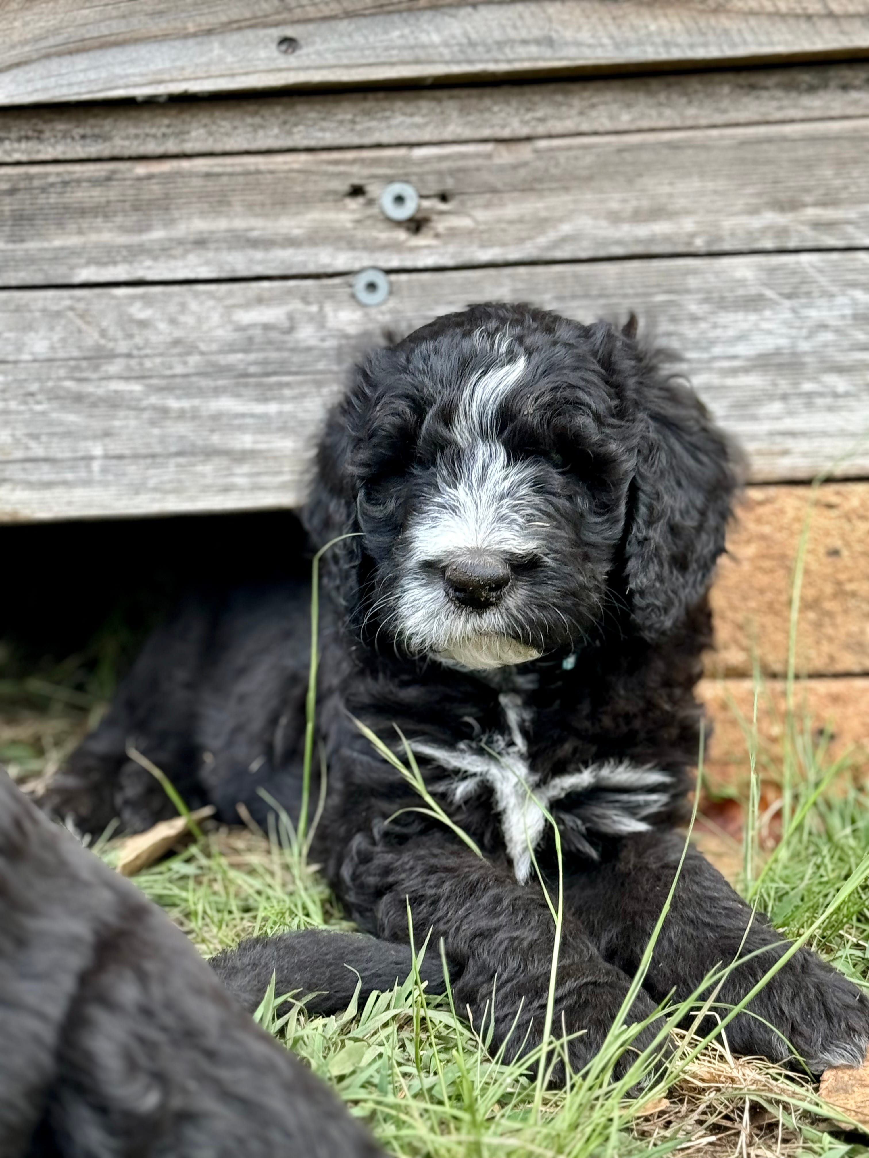 EVERETT - Light Blue Collar Sheepadoodle 